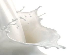 Fresh dairy products with pasteurized cow's milk